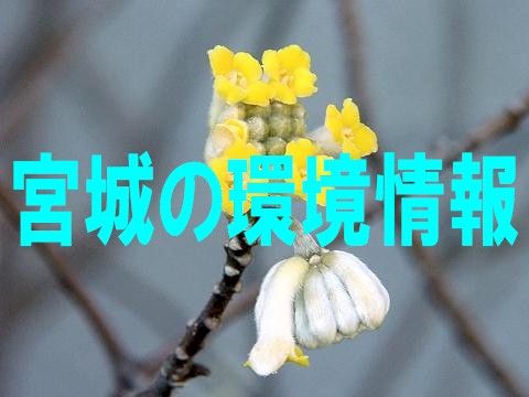 mitumata.JPG (37137 �o�C�g)
