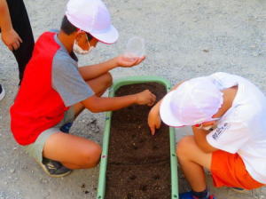 千葉市立幸町小学校での種まきイベント