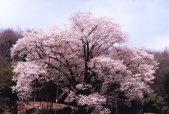 越代の桜の写真