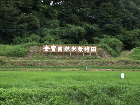 金寶自然米栽培田